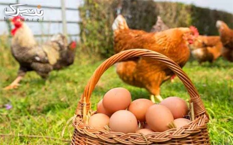 آموزش پرورش مرغ تخم گزار در راشا افق