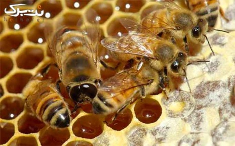 آموزش پرورش زنبور عسل در راشا افق