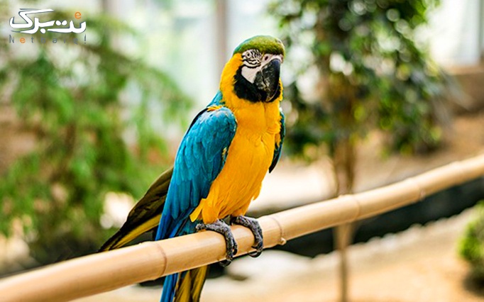 بازدید تخصصی با آوایار در باغ پرندگان