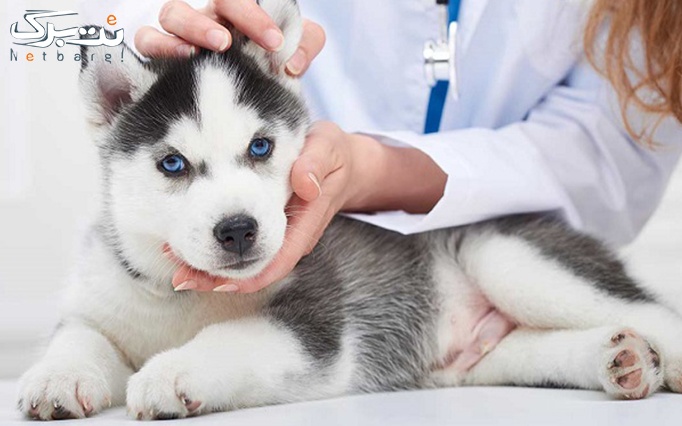 ویزیت انواع حیوانات خانگی در دامپزشکی لاوین