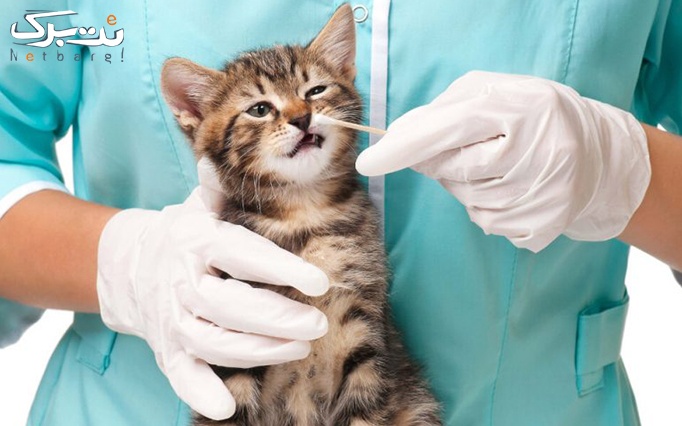 ویزیت انواع حیوانات خانگی در دامپزشکی لاوین