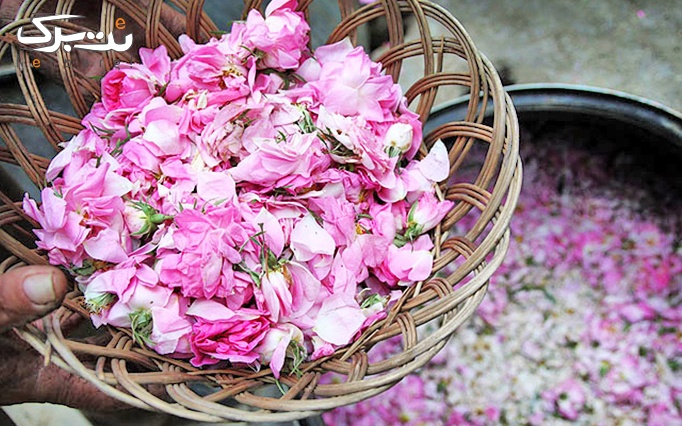 تور یک روزه جشنواره گل و گلاب