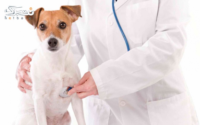 سلامتی حیوانات خانگی در دامپزشکی ساران