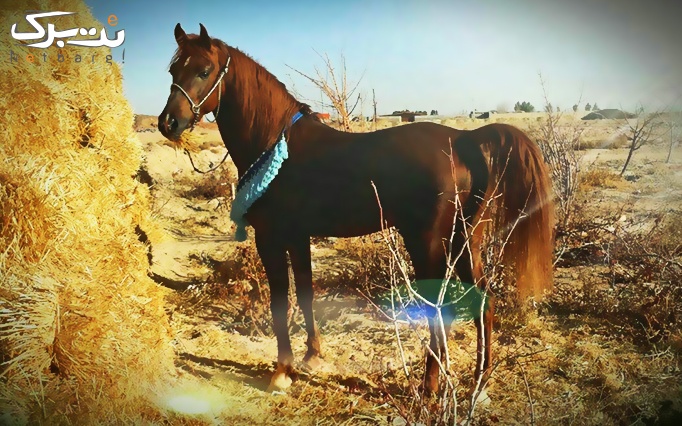 اسب سواری با آموزش رایگان در باشگاه شاهین