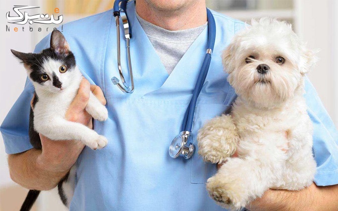 ویزیت حیوانات خانگی در کلینیک رکس