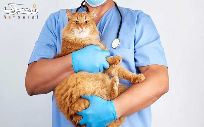 عقیم سازی گربه نر در دامپزشکی کامون