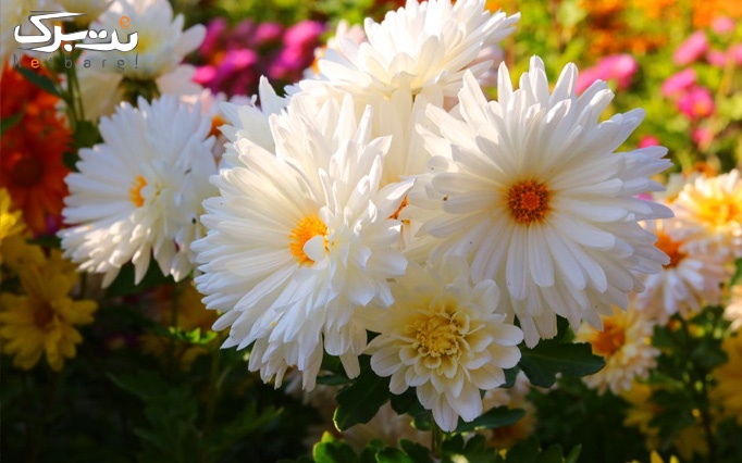 جشنواره گل های داوودی در باغ گیاه شناسی ملی