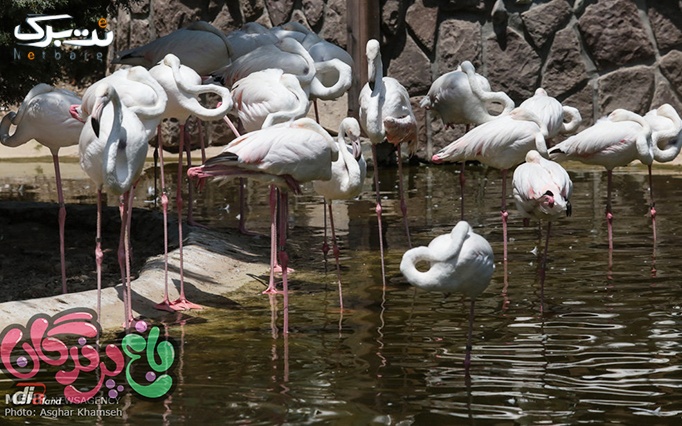 جشن تولد درنا با پذیرایی کامل در باغ پرندگان