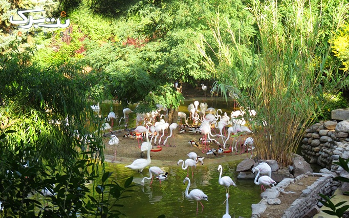 فست فود سلین واقع در باغ پرندگان تهران