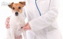 سلامتی حیوانات خانگی در دامپزشکی آپادانا