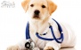 خدمات پزشکی حیوانات در دامپزشکی نوربا