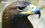 بلیت ورودی بزرگ ترین باغ پرندگان خاورمیانه
