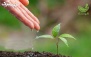 آموزش ساخت عود و اسماج های گیاهی در گیاه دانه