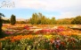 جشنواره گل های داوودی در باغ گیاه شناسی ملی