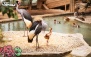 جشن تولد درنا با پذیرایی کامل در باغ پرندگان