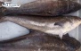 پکیج 5: ماهی سکن یا سه کله صید روز خلیج فارس