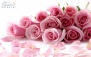 گل های رز هلندی از گالری گل ویدا